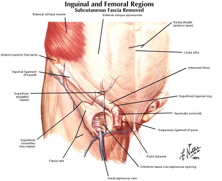 Anatomy of inguinal and femoral hernias - Inguinal and Femoral Hernia
